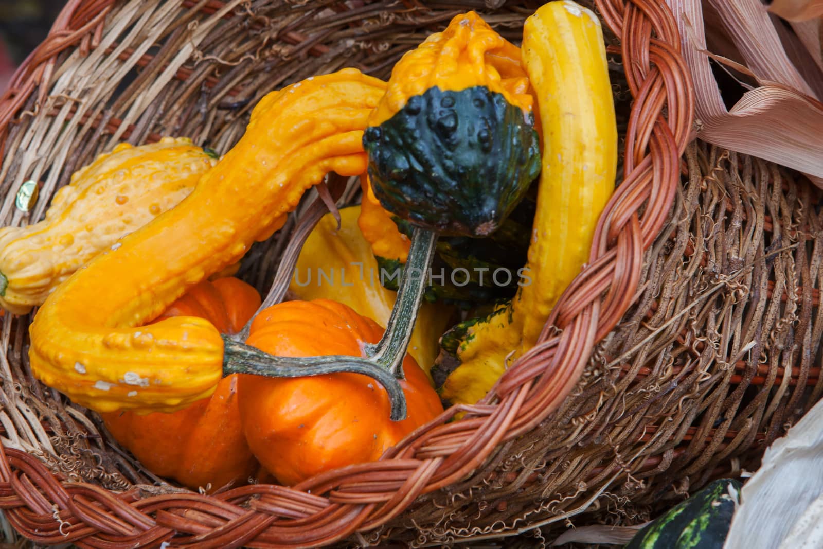 A pile of Gourds during the fall season.