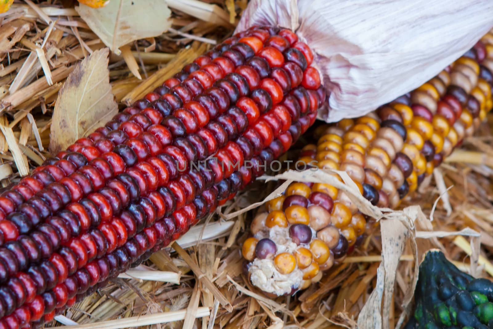 Close up shot of a freshly plucked Indian corn.