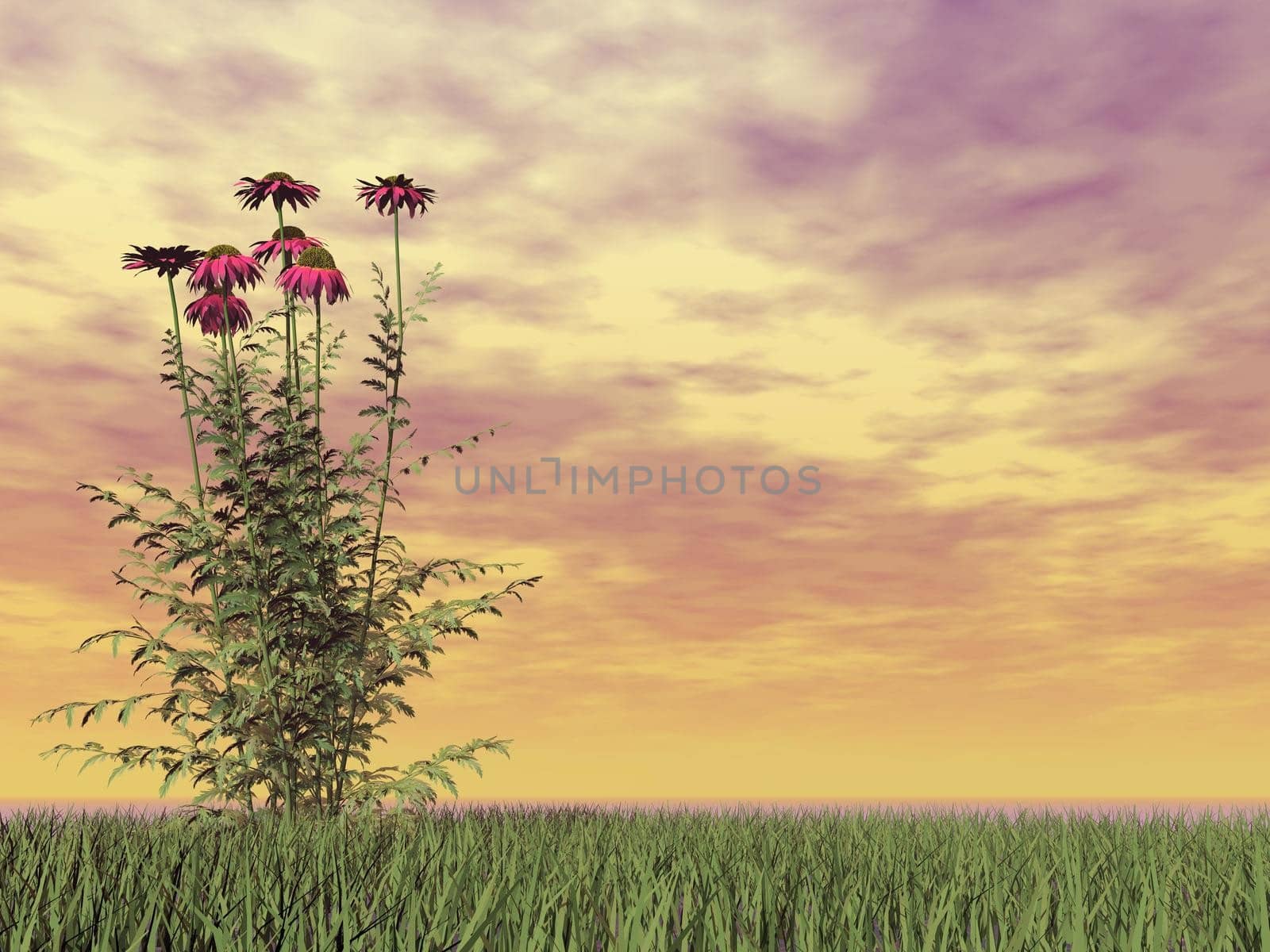 Beautiful red daisy flowers in the grass by cloudy brown sunset