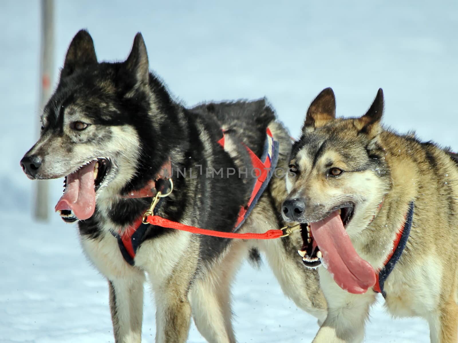 A husky sled dog team at work with tongue outside by winter day