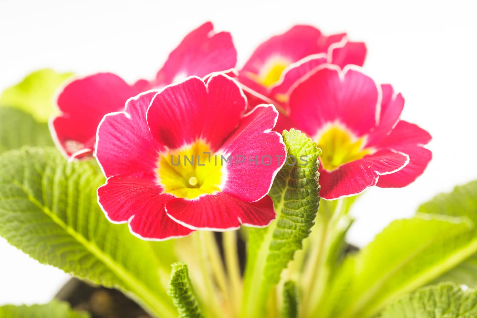 Red primula flowers with leaves close up