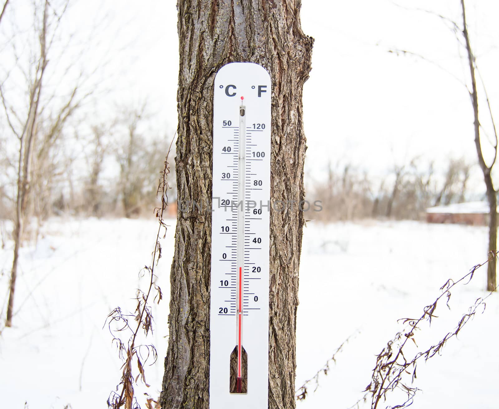 Thermometer hanging on the tree