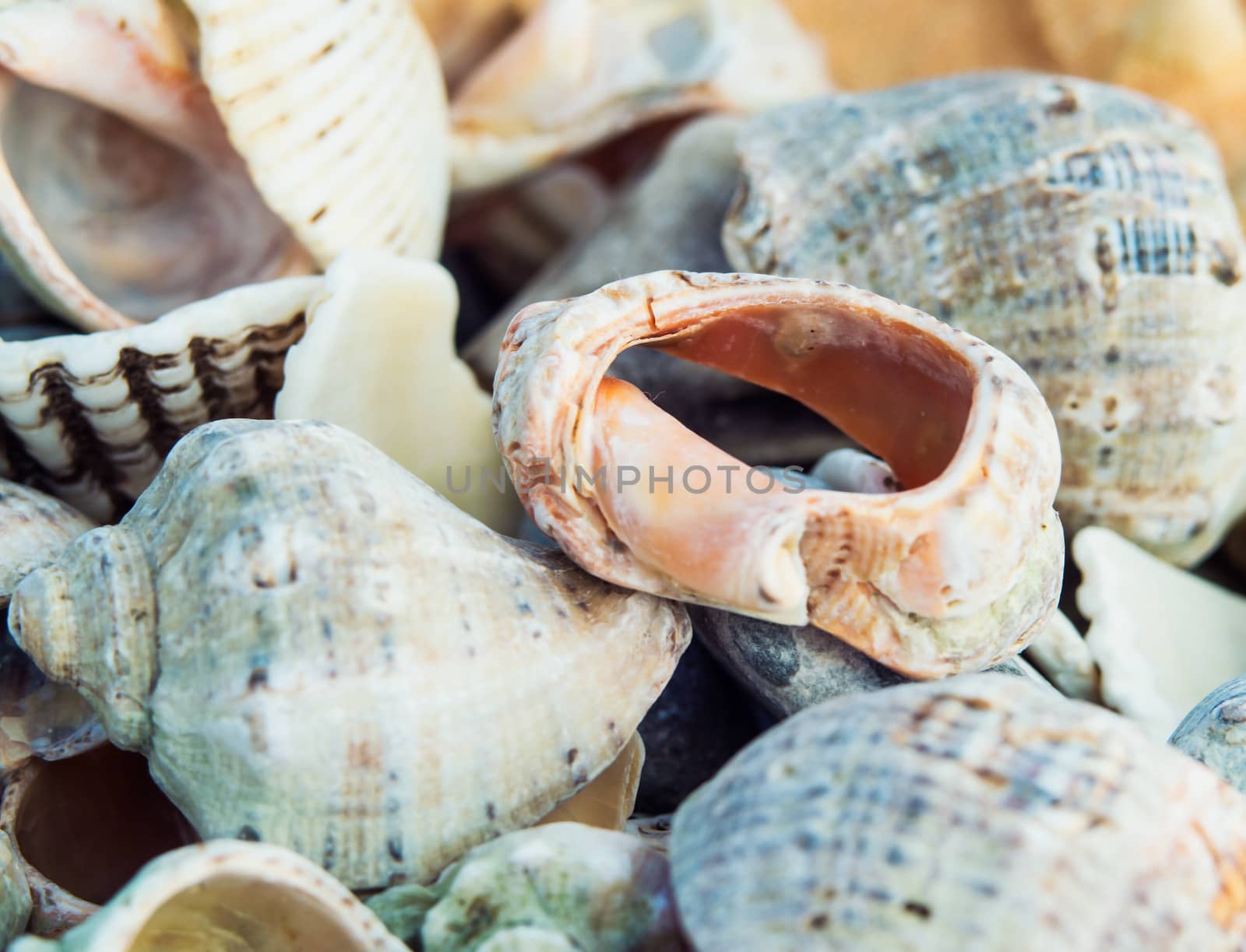 Seashells by yrij77