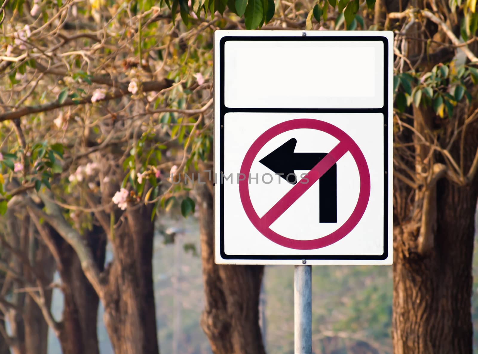 Traffic sign no left turn again pink trumpet tree with flower in forest