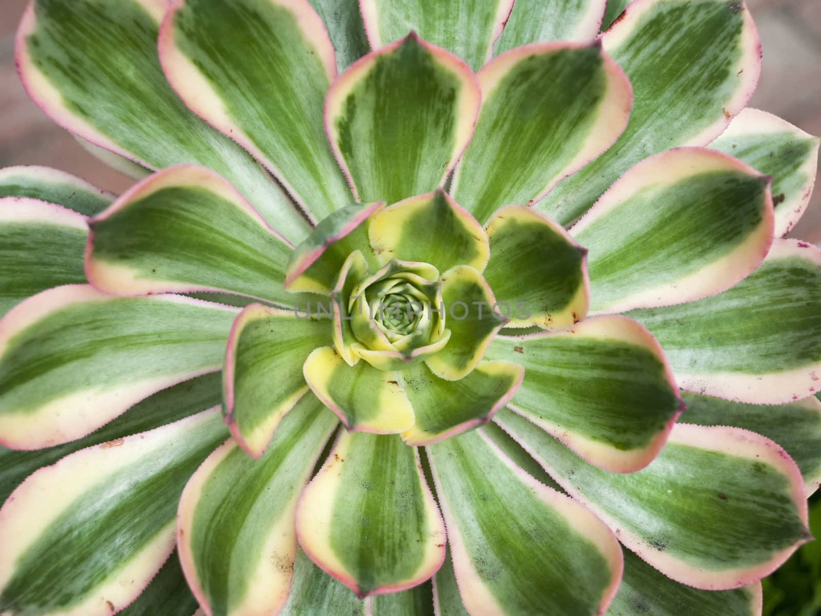 closeup shot of succulent agave plant