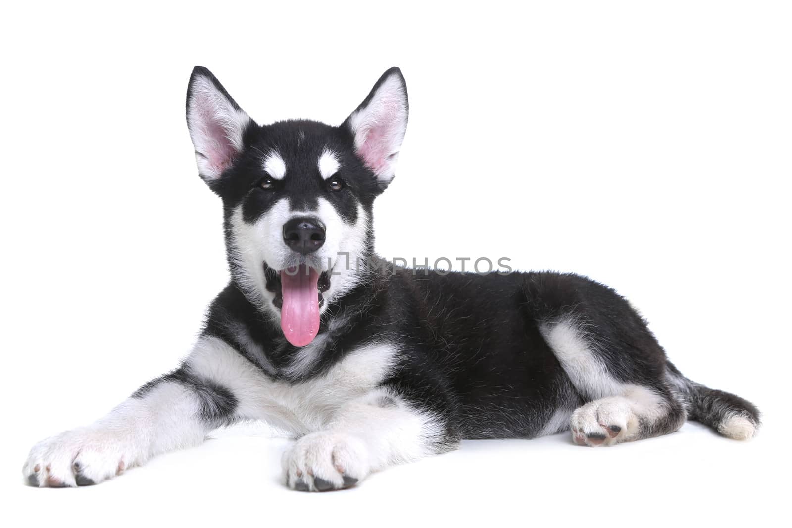 Adorable Alaskan Malamute Puppy on White Background in Studio