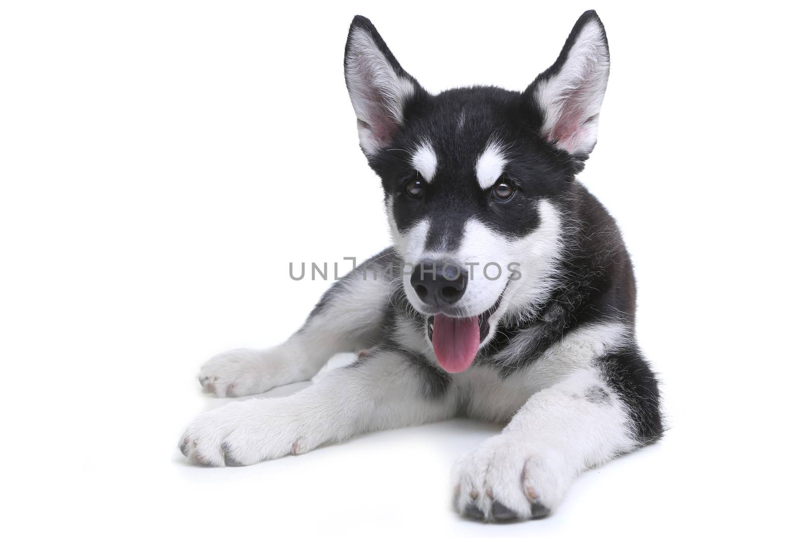 Alaskan Malamute Puppy on White Background in Studio by tobkatrina