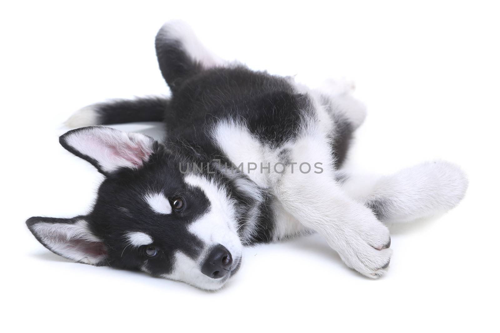 Alaskan Malamute Puppy on White Background in Studio by tobkatrina