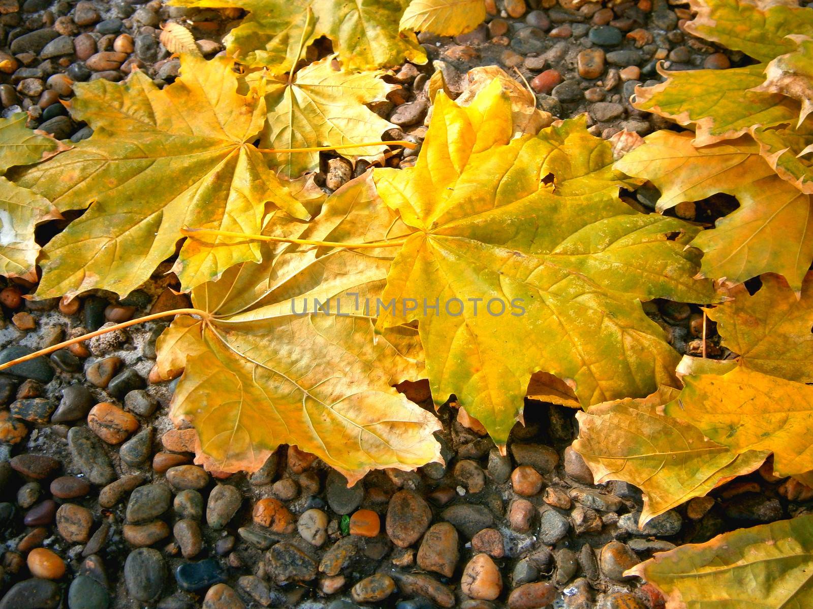 Background of yellow autumn leaves by yrij77