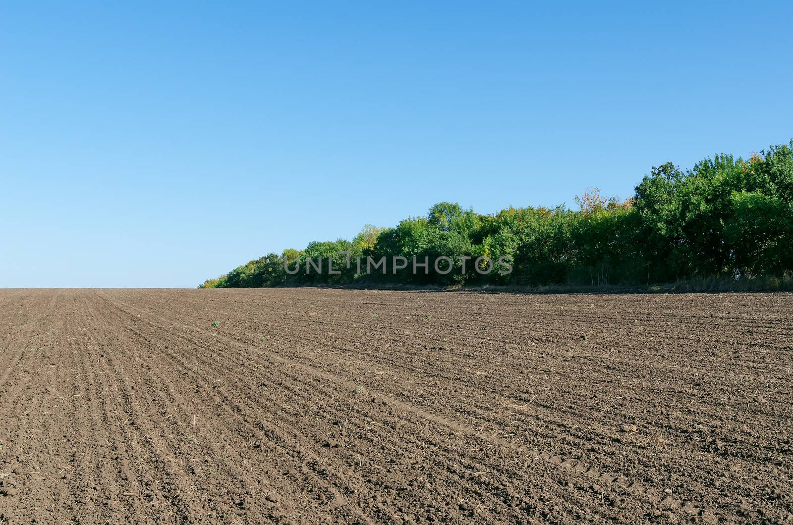 plowed field with trees and deep blue sky by mycola