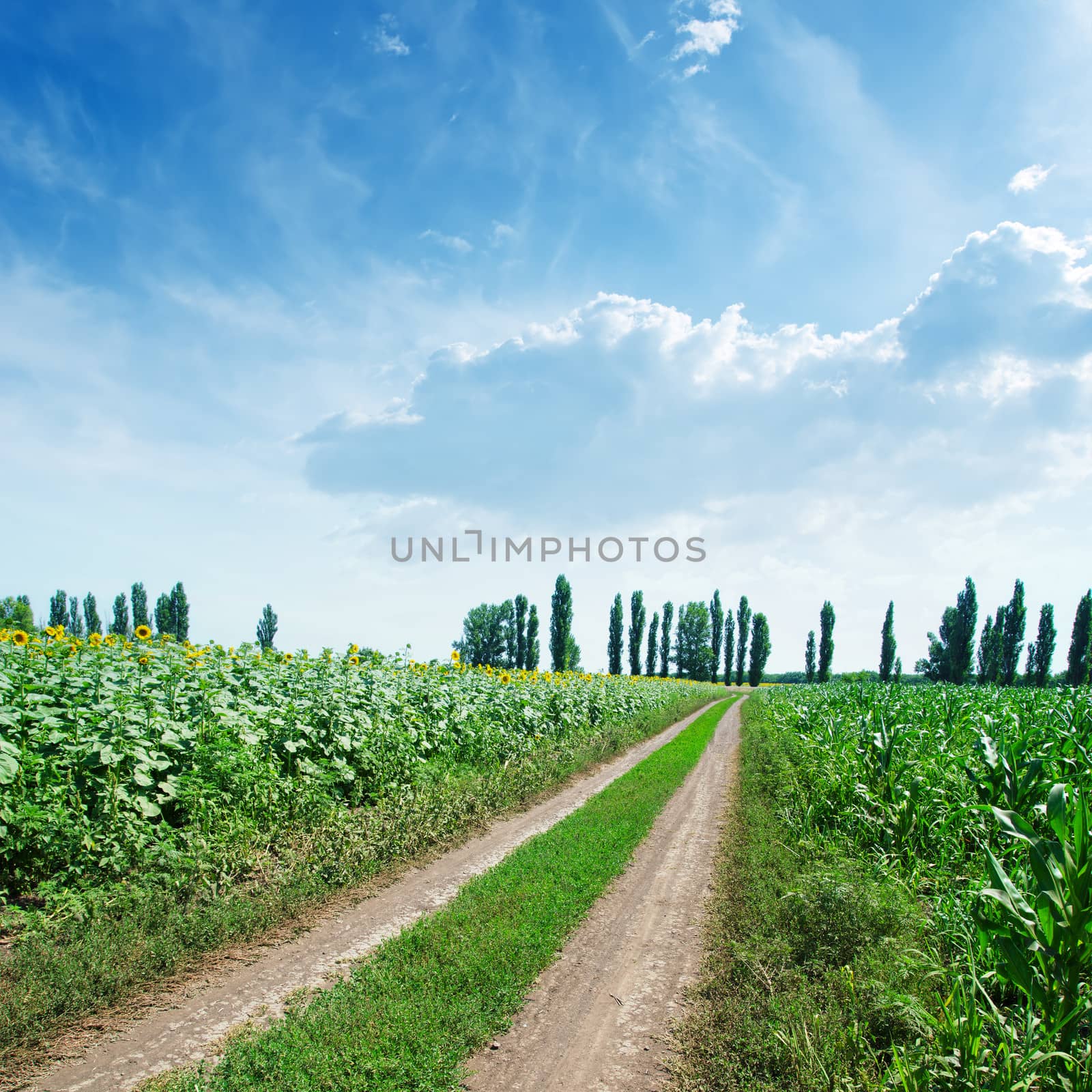rural road in green fields and blue cloudy sky