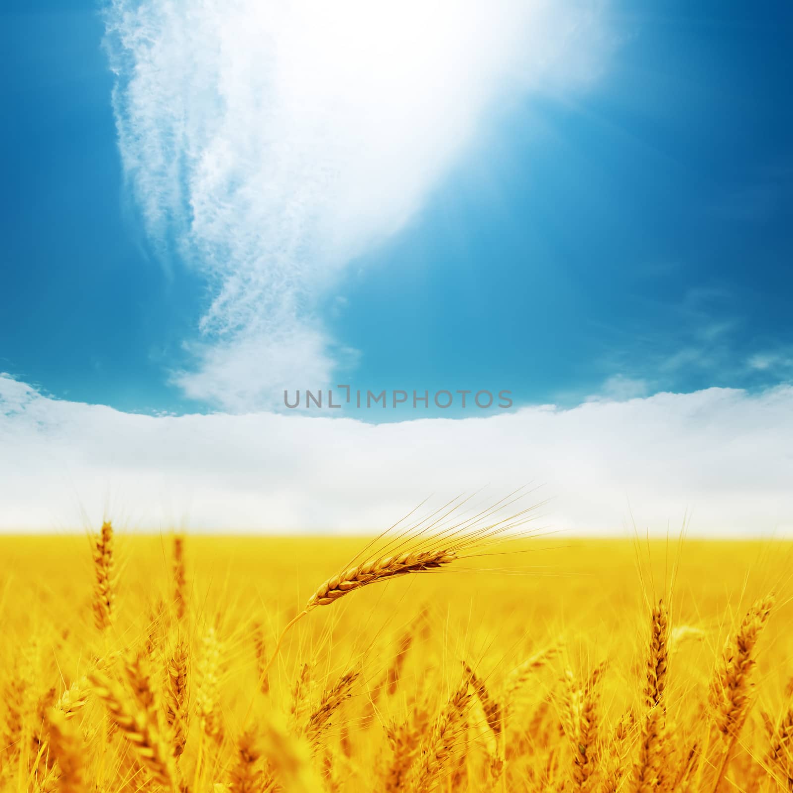 field with golden barley and clouds in blue sky by mycola