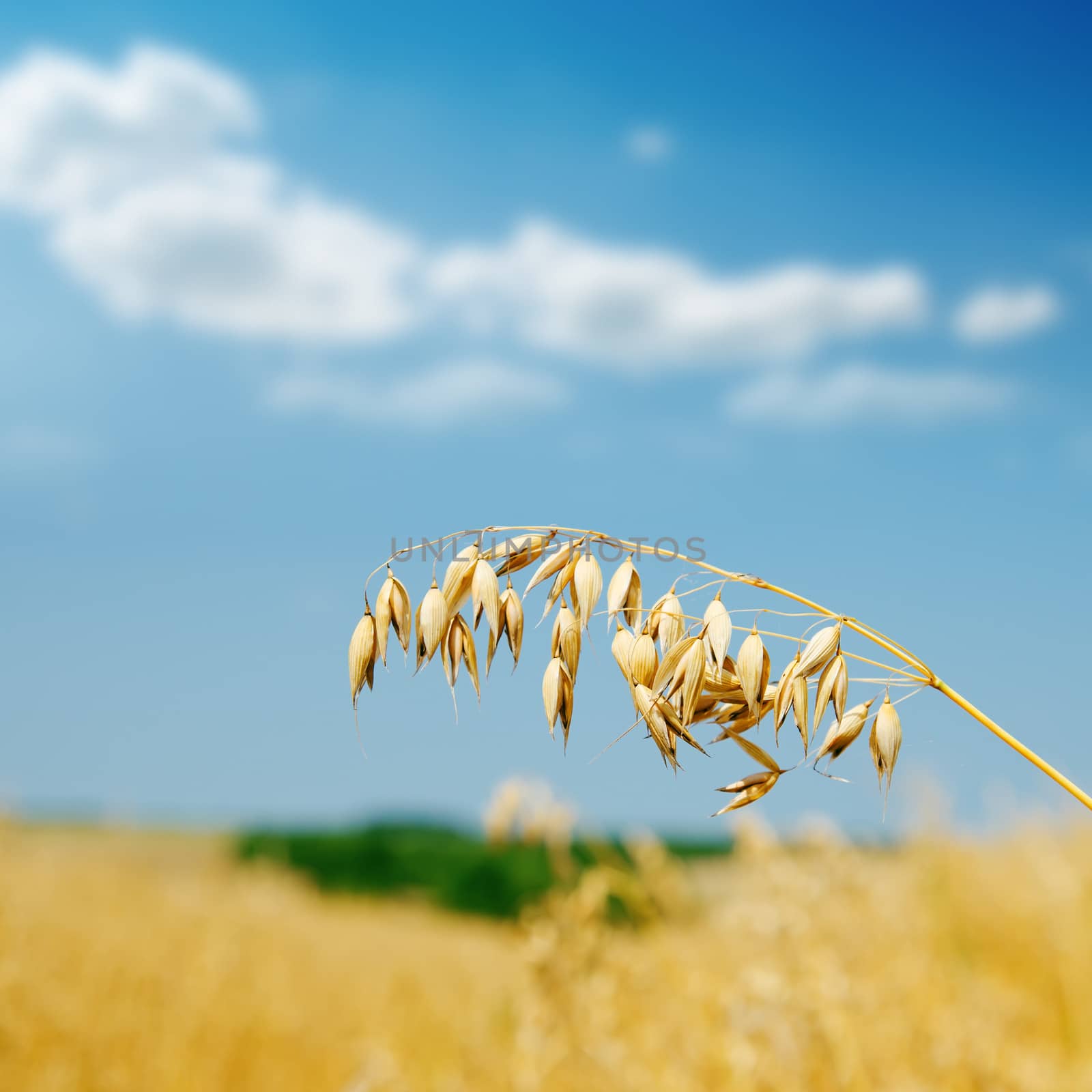 golden oat on field by mycola