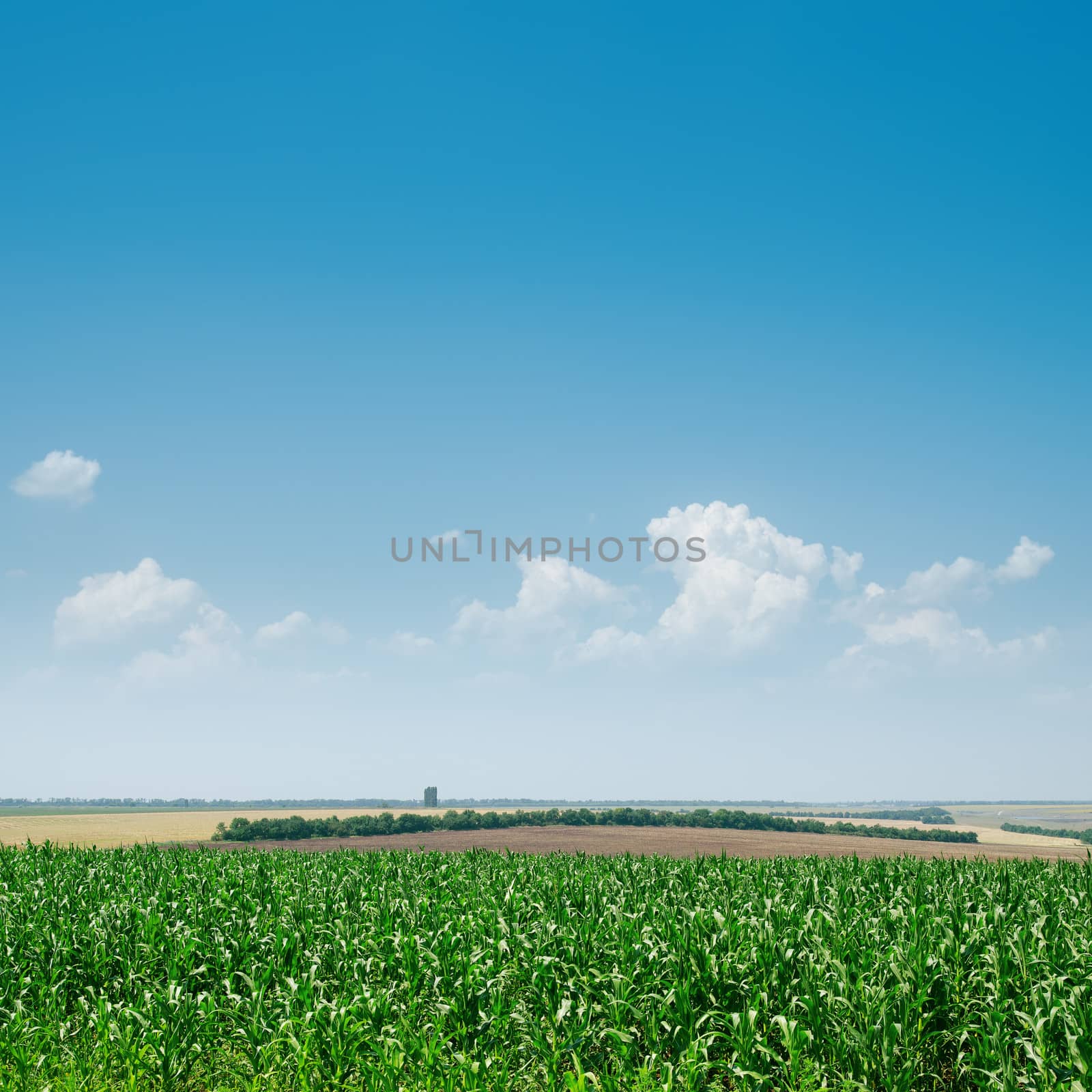 field with green maize and blue sky by mycola
