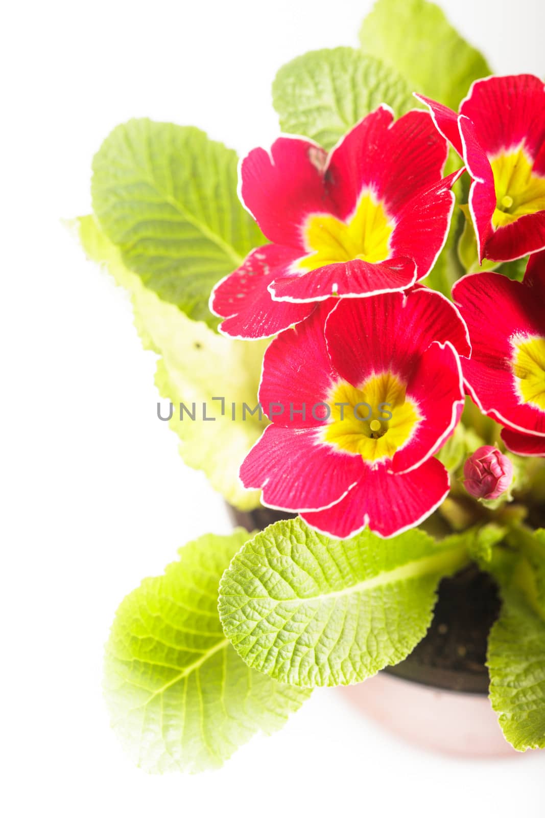 Red primula flowers with leaves close up