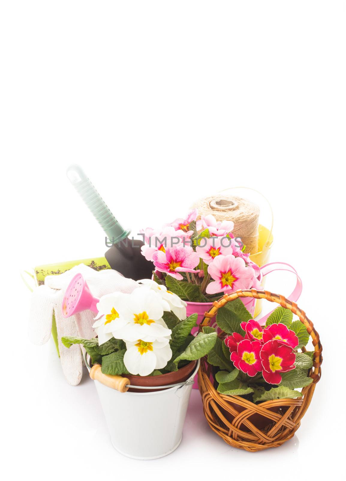 Gardening: primula flowers with gloves, 
trowel and watering can on white