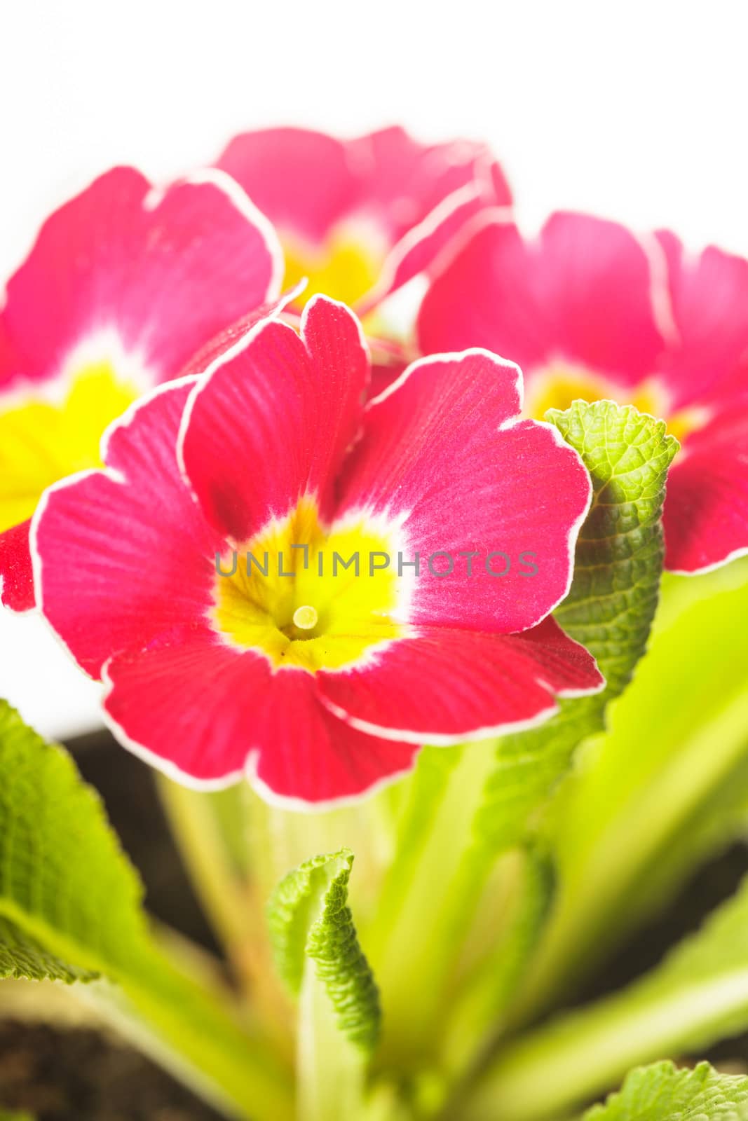 Red primula flowers with leaves close up