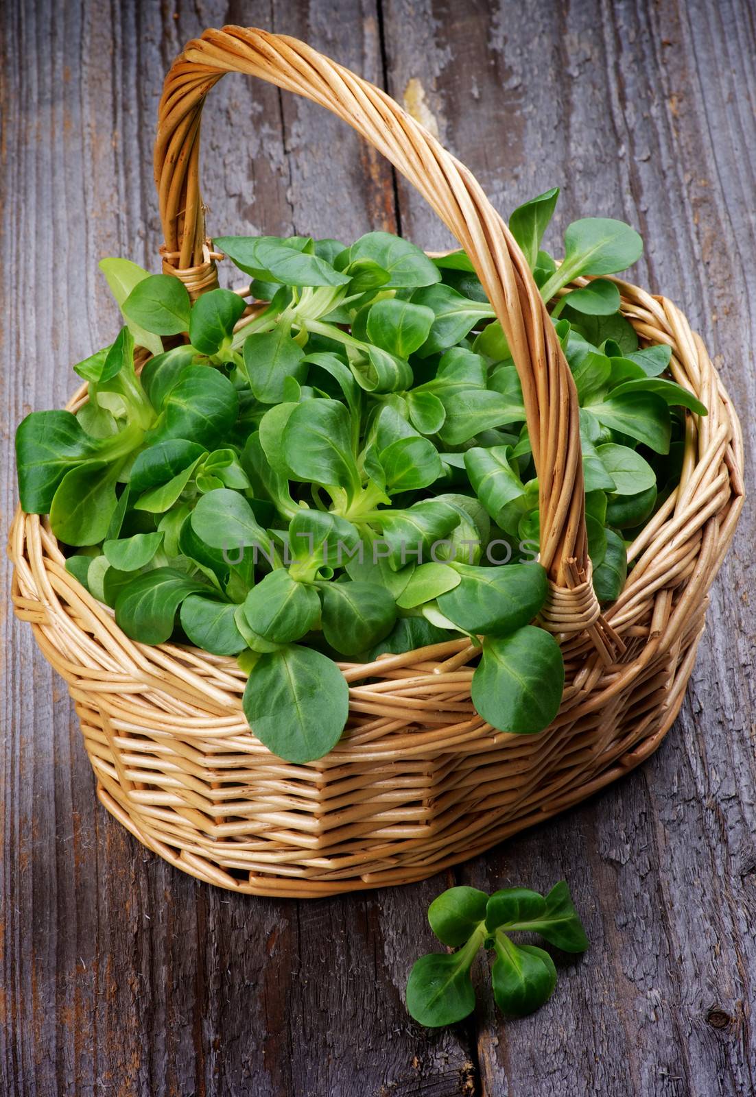 Fresh Picked Corn Salad in Wicker Basket closeup on Rustic Wooden background