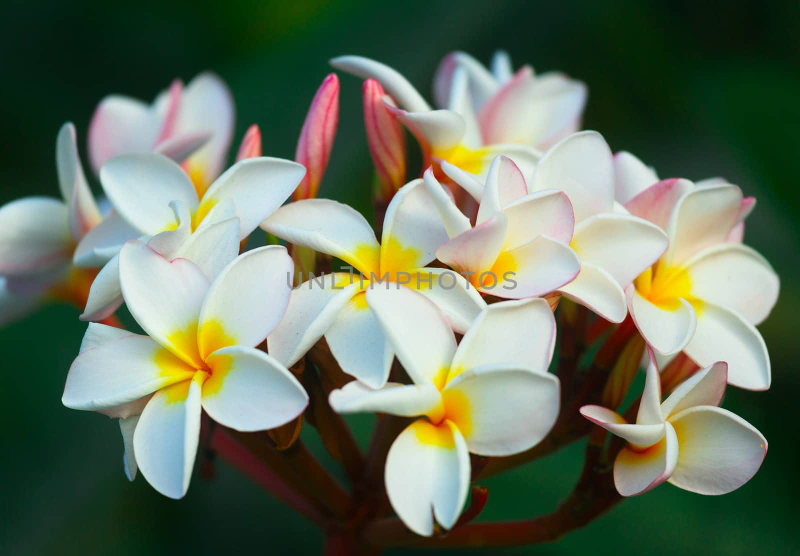 A cluster of beautiful frangipani flowers.