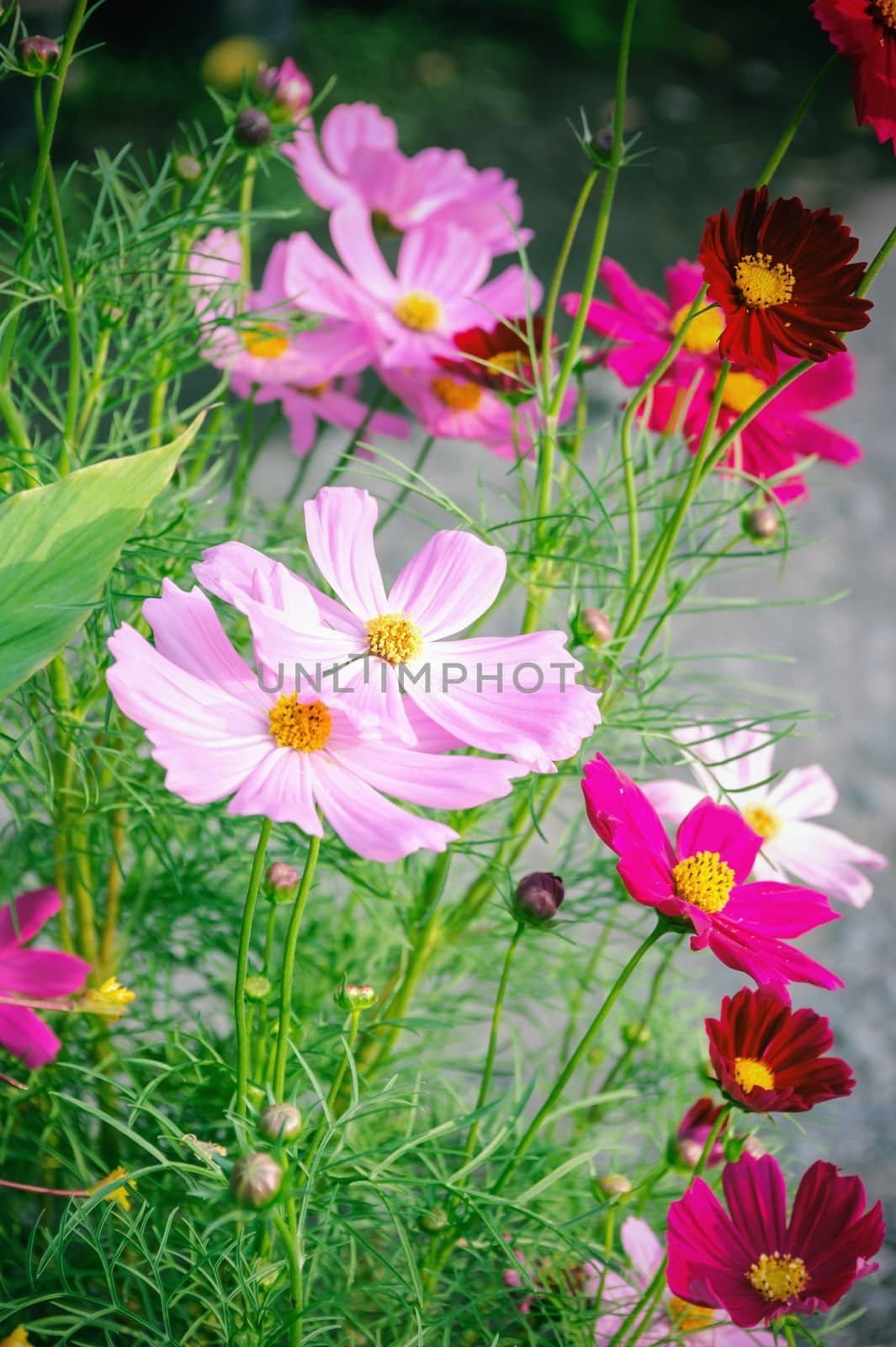 Blossom pink flower in garden.