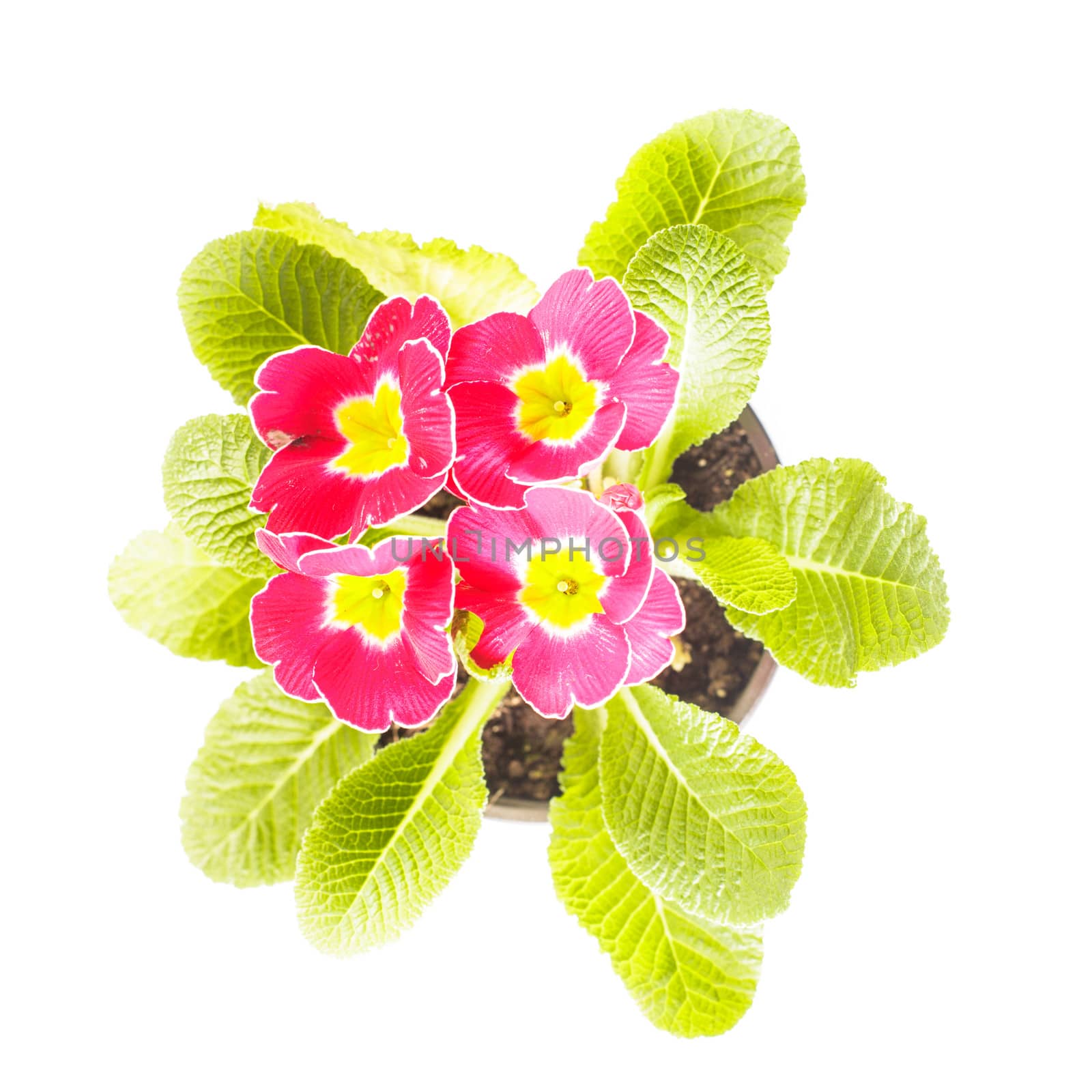 Red primula flowers with leaves close up