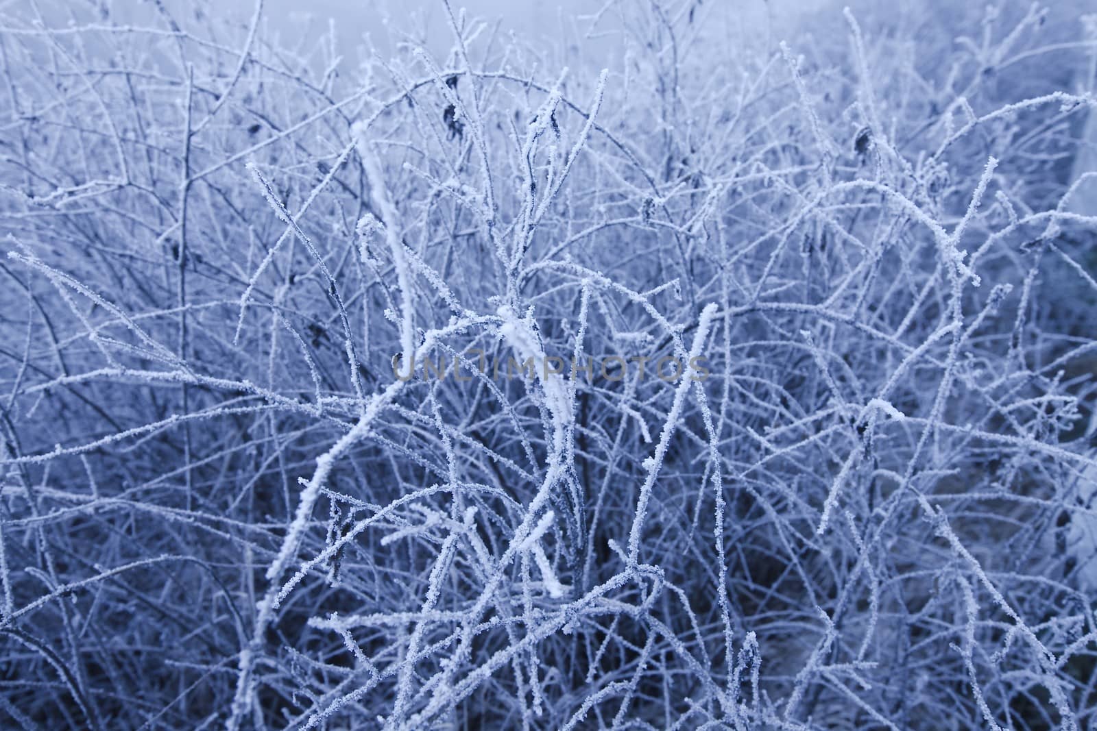 Frosty branches by Gudella