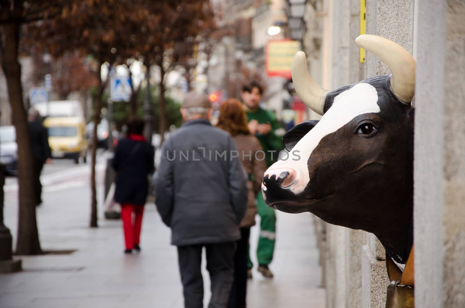 cow head by lauria