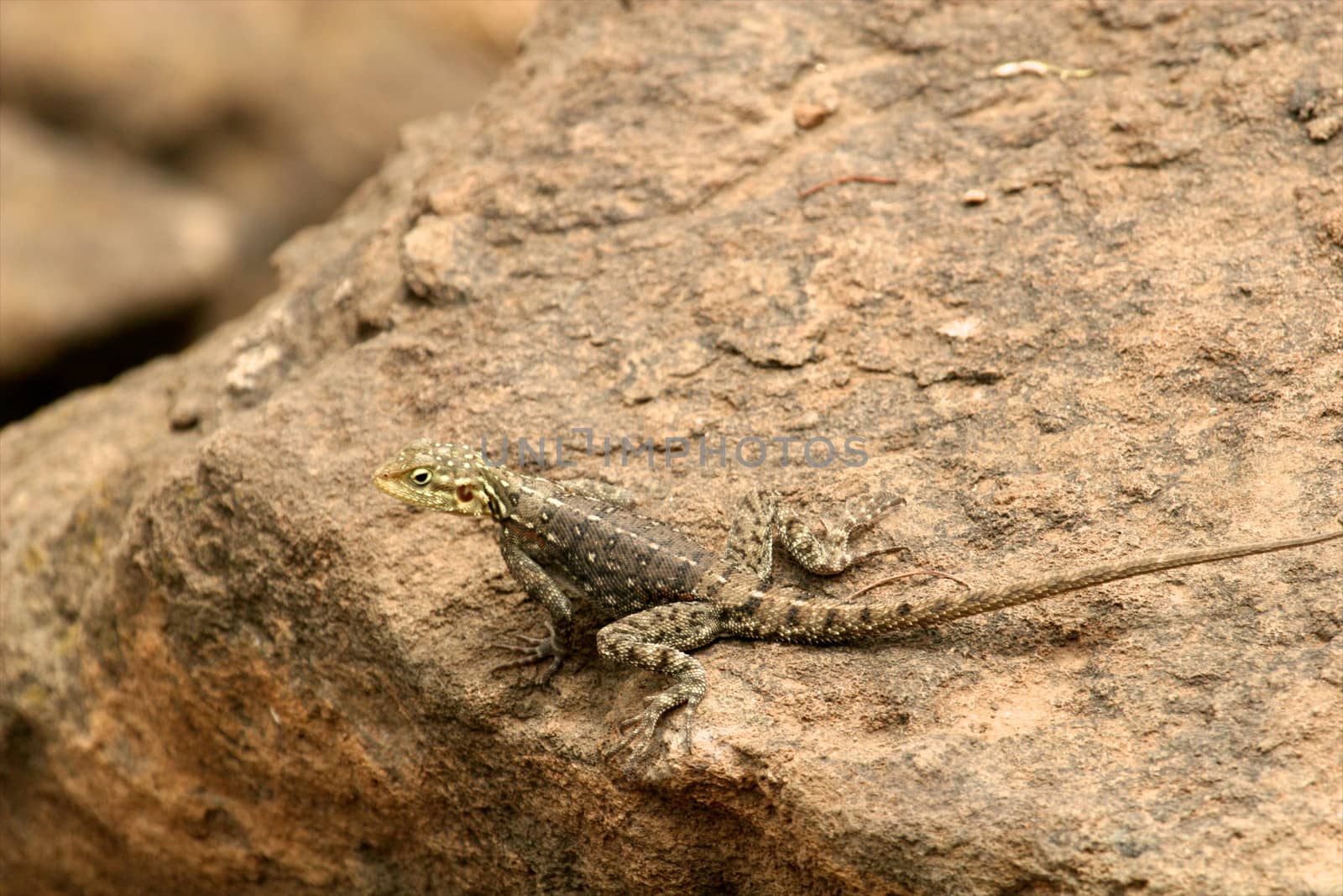 agama on the rock