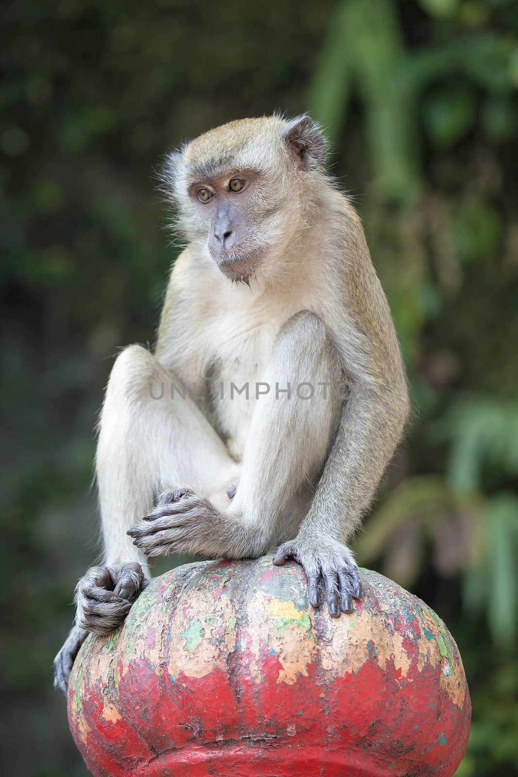 Macaque Monkey Sitting on Top of Post on Stairs at Batu Caves in Malaysia