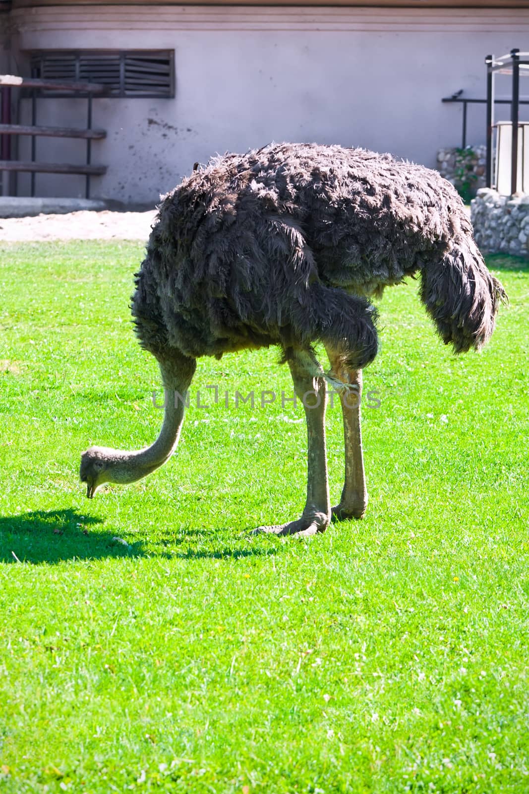 Beautiful photo of big African ostrich in zoo