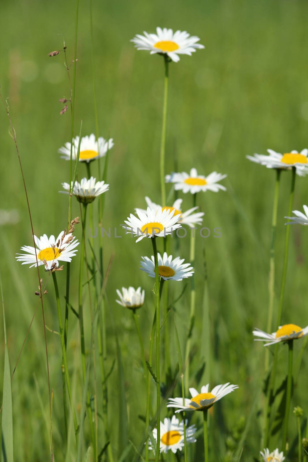 white wild flowers spring season