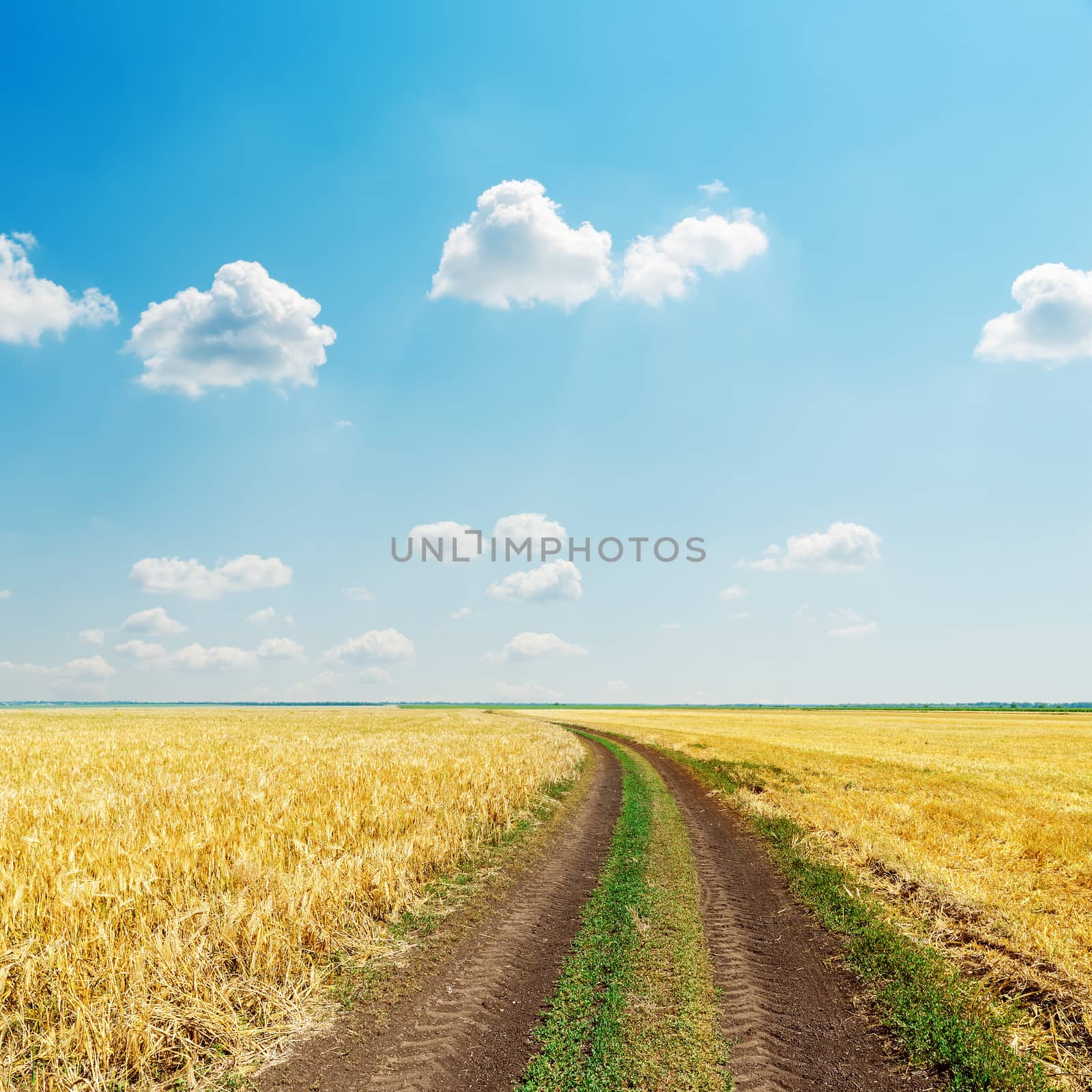 rural road in field with golden harvest and blue sky