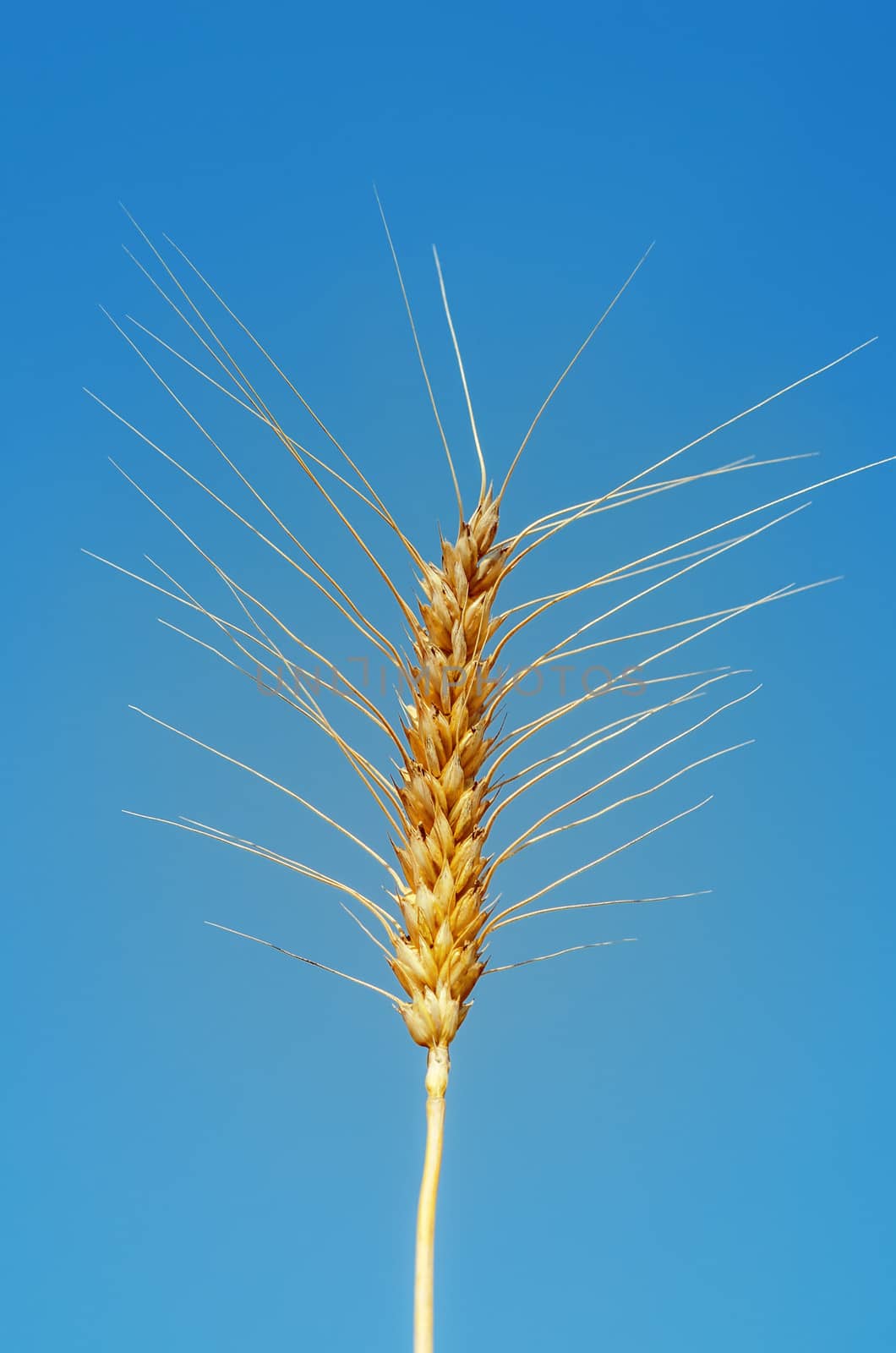 golden ear of wheat on sky background by mycola