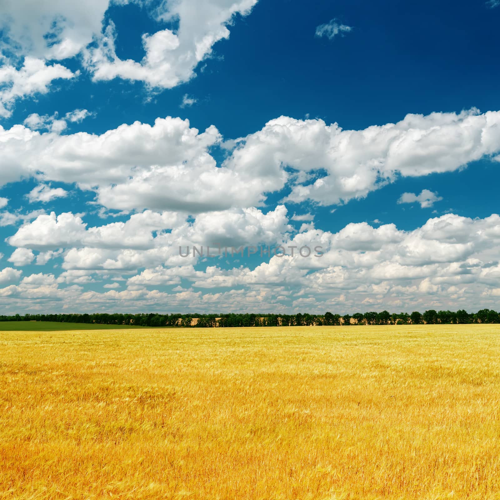 blue dramatic sky over golden field by mycola