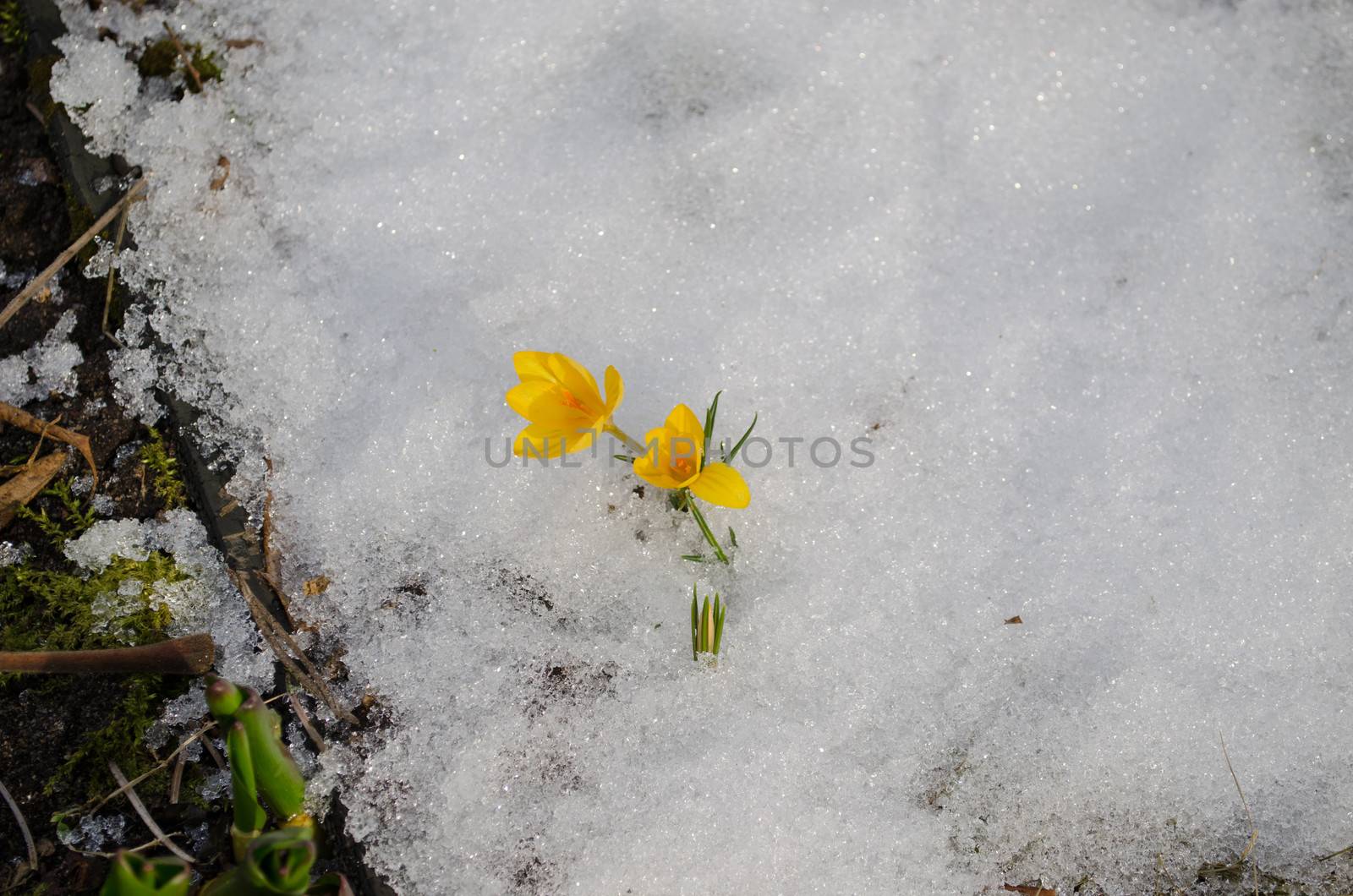 small delicate yellow crocuses flowers surrounded by white snow