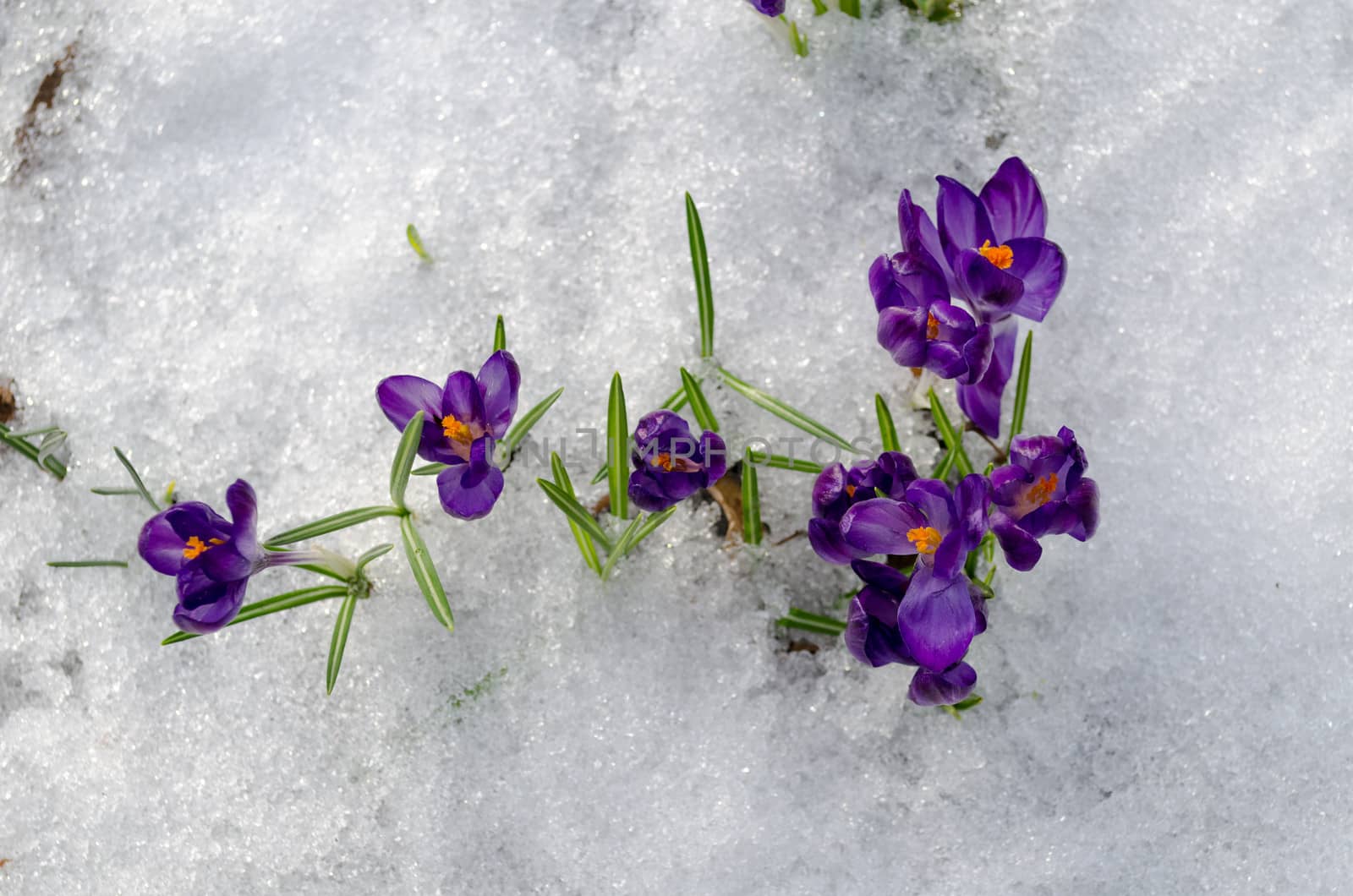 close up of bright first spring violet crocuses on white snow