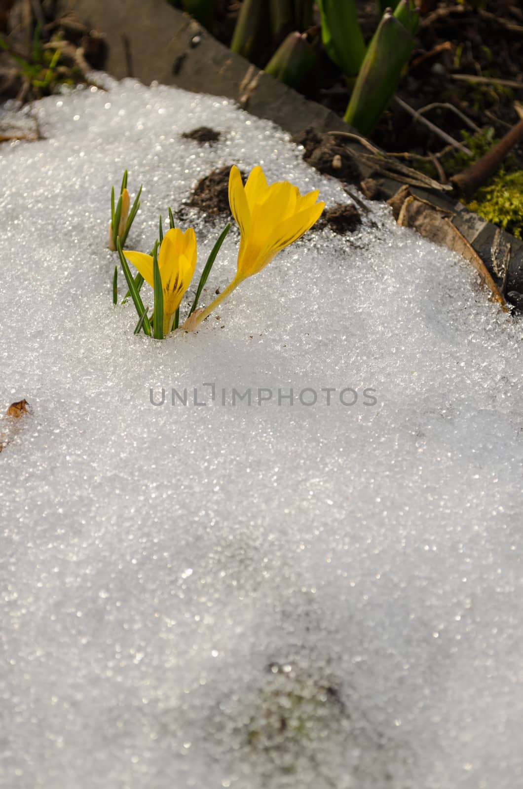 first spring crocus flowers erupted from snow by sauletas