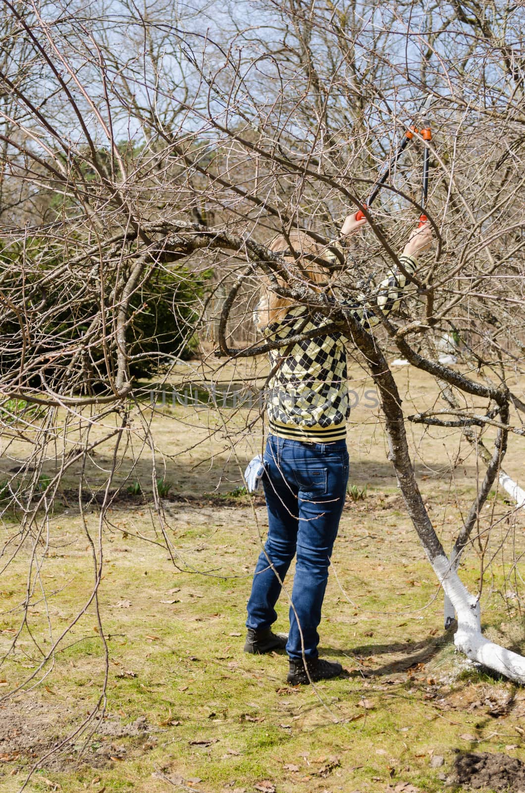 back view of women with big garden secateur between patuluos old fruit tree branches