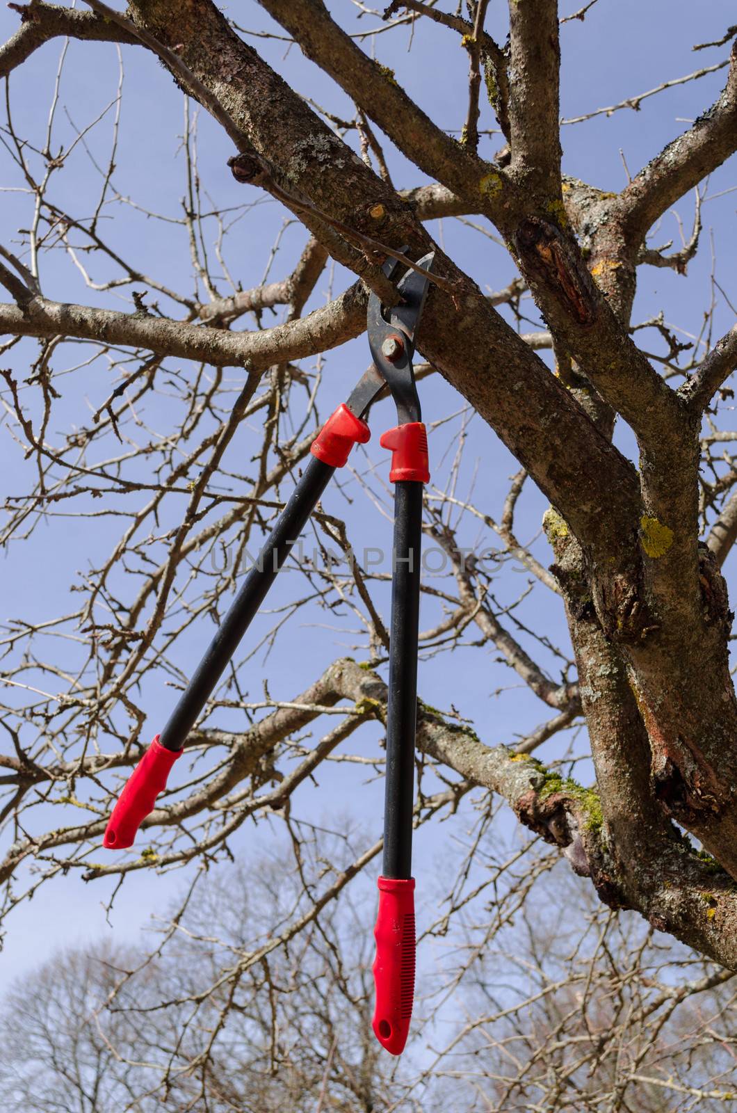 big garden secateur hang high on old dry fruit tree branch in spring time on blue sky background