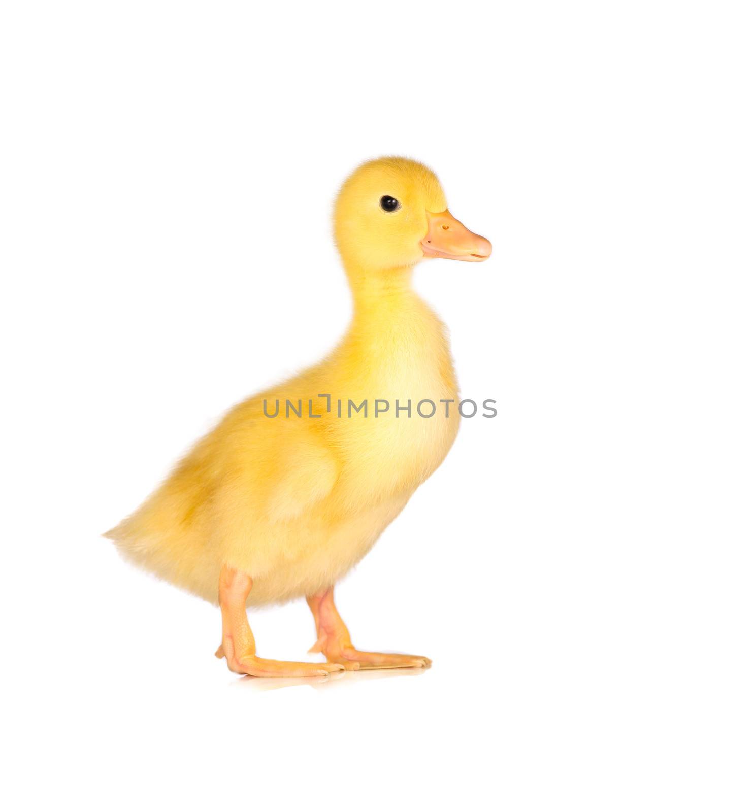 Cute yellow duckling in studio shot