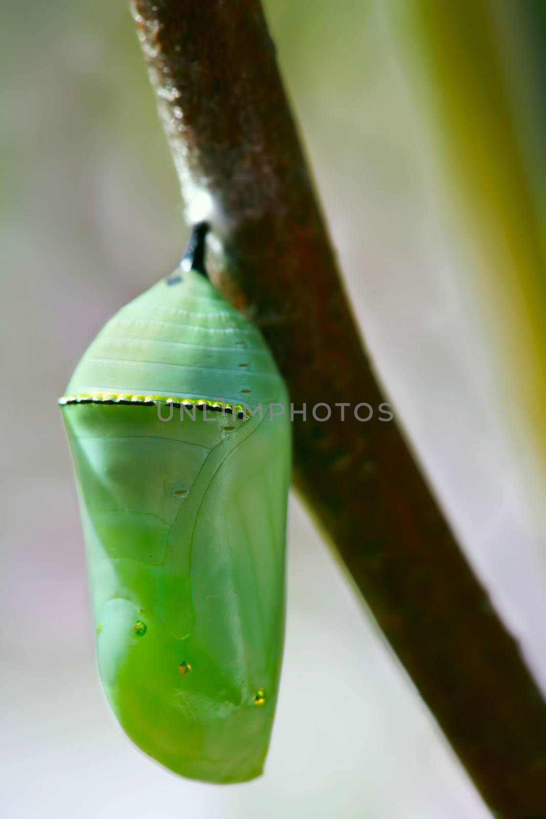 Pale green Monarch butterfly chrysalis hanging off a branch
