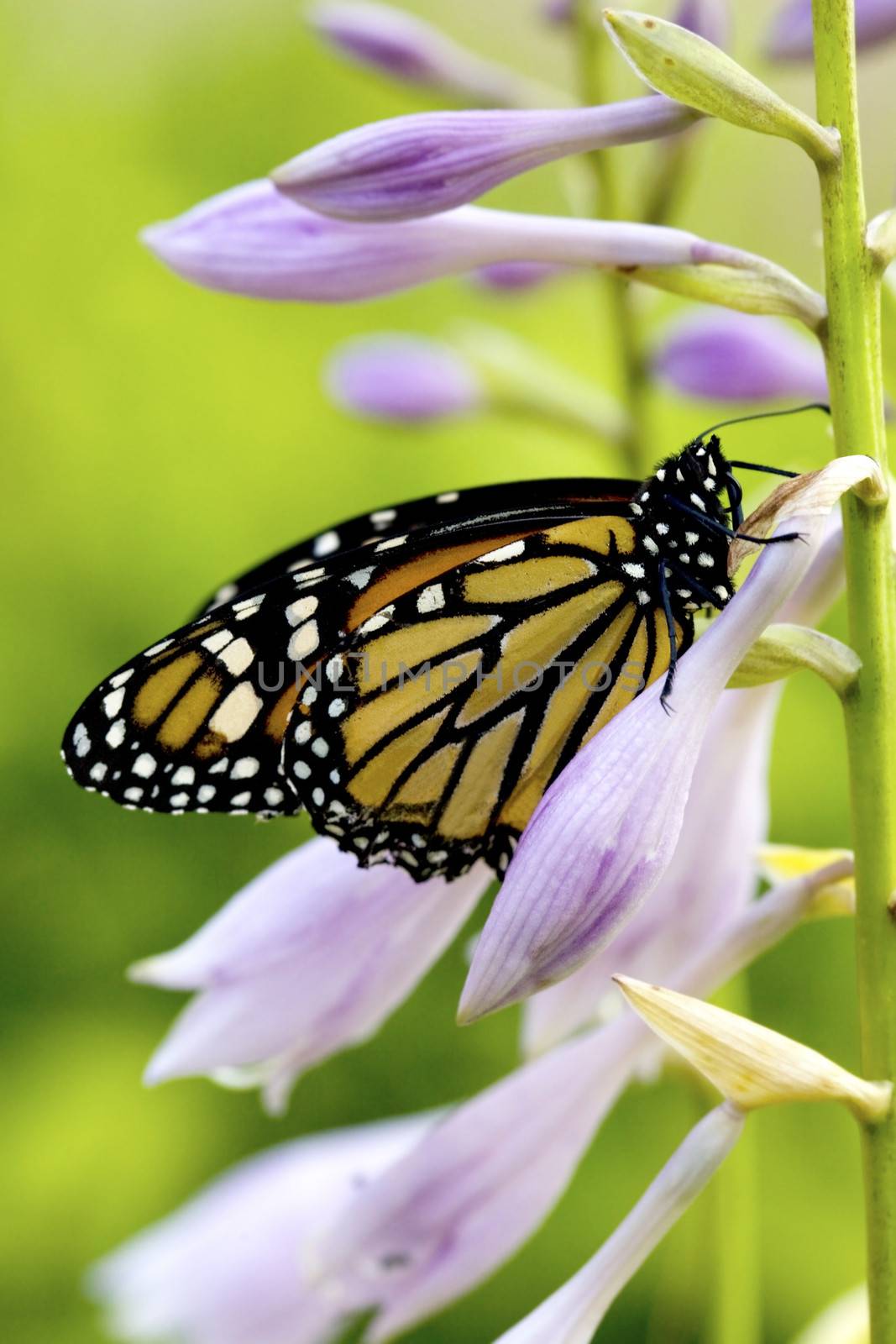 Beautiful monarch butterfly resting on purple flowers of a hostas plant. Shallow DOF