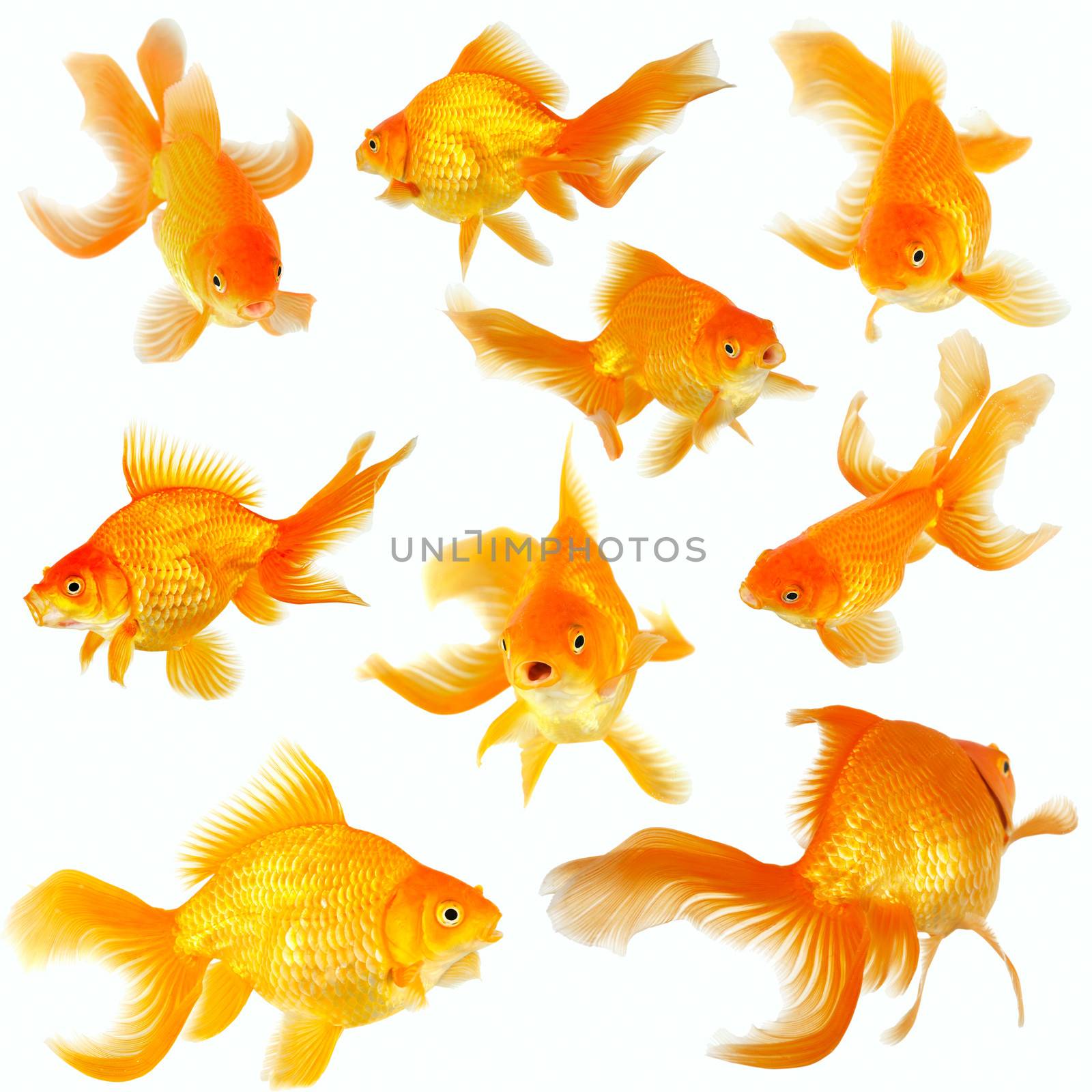 Collage of nine beautiful fantail goldfish on white