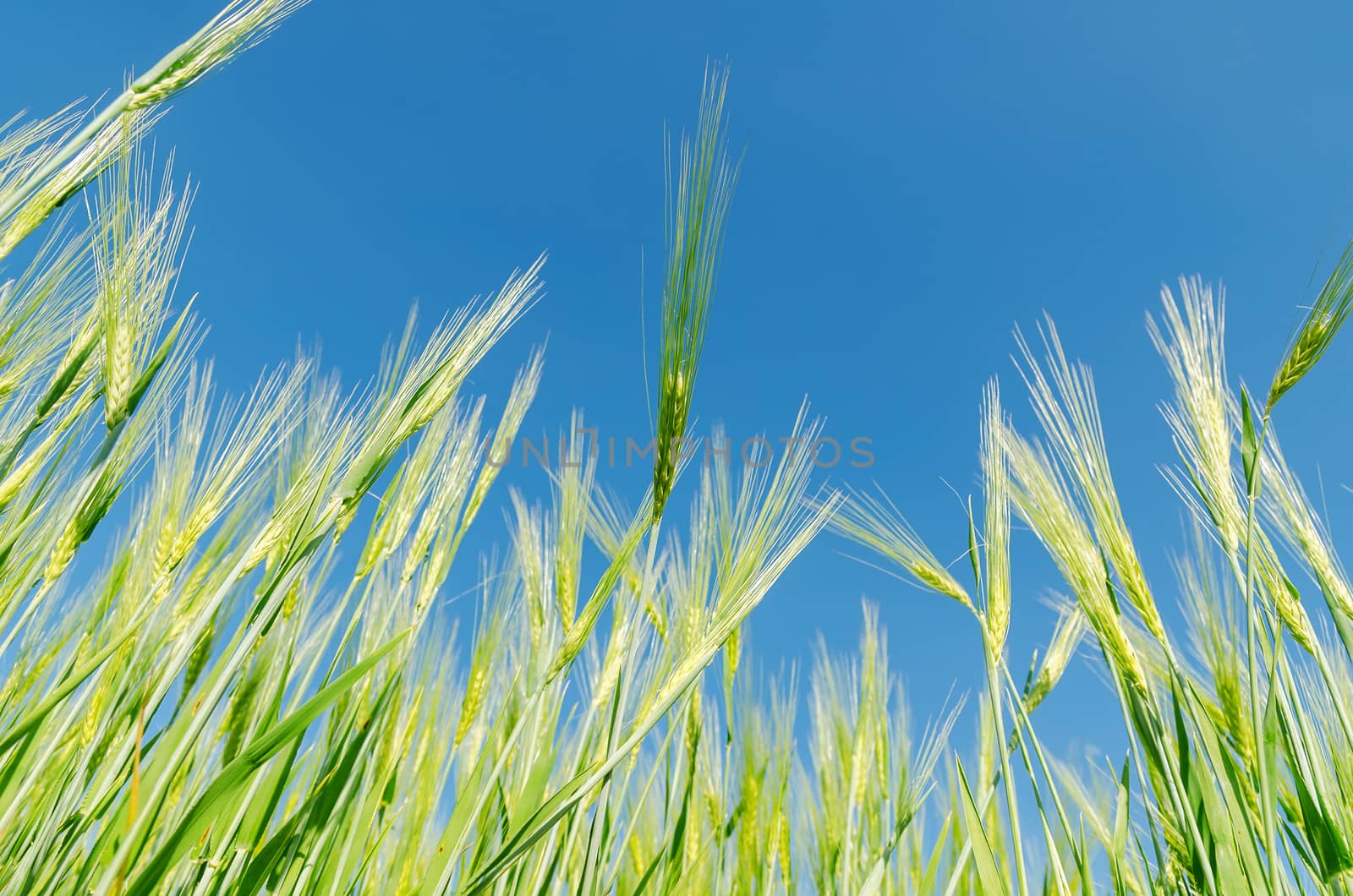 blue sky over green barley by mycola