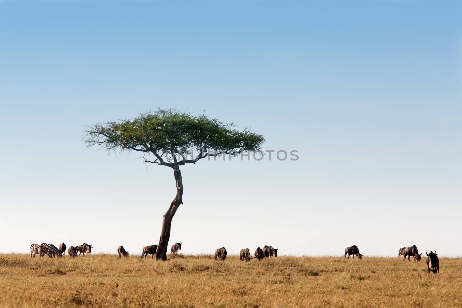 wildebeest herd in the beautiful plains of the Masai Mara reserve in Kenya Africa