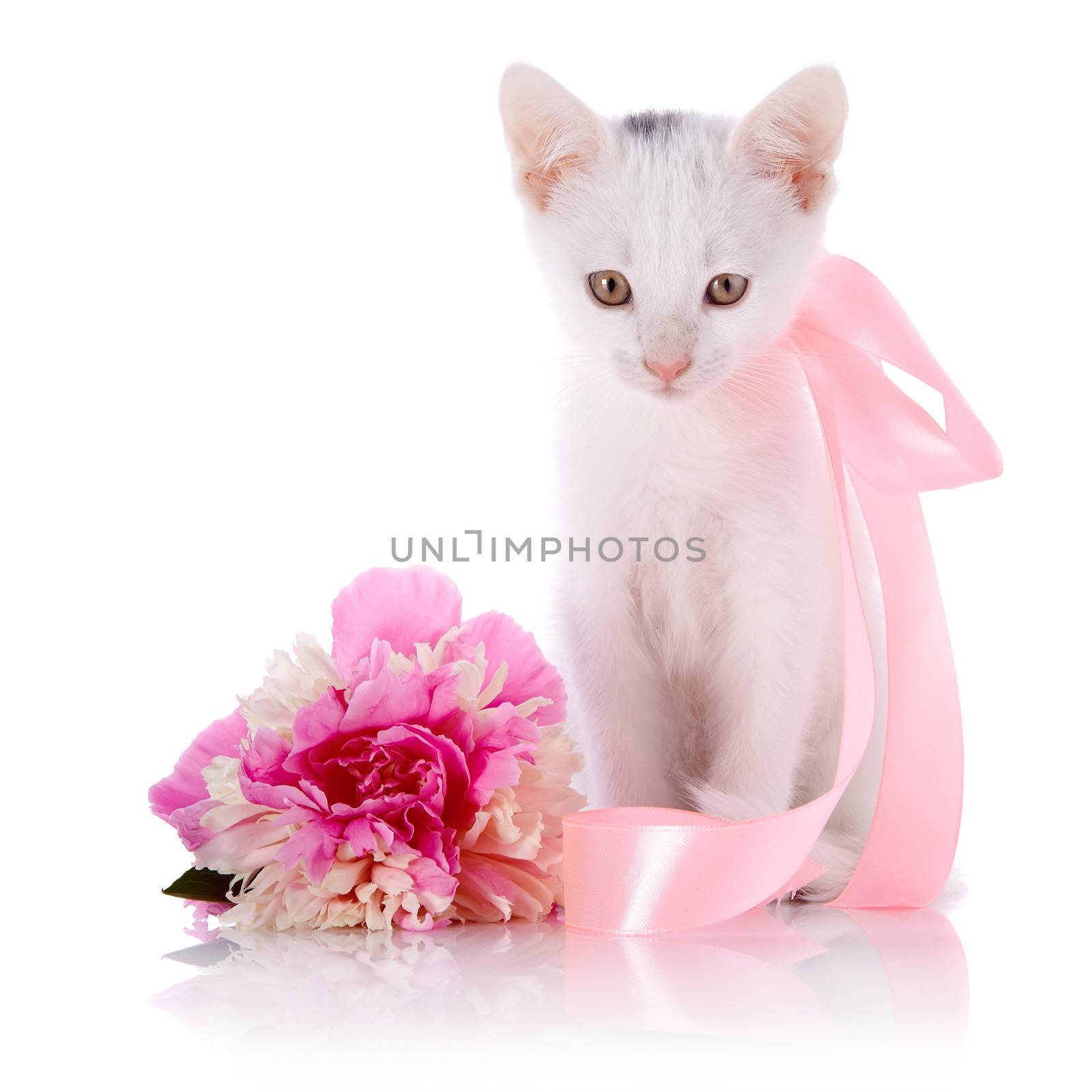 White kitten with a pink tape. White kitten and pink flower. Kitten on a white background. Small predator. Small cat.