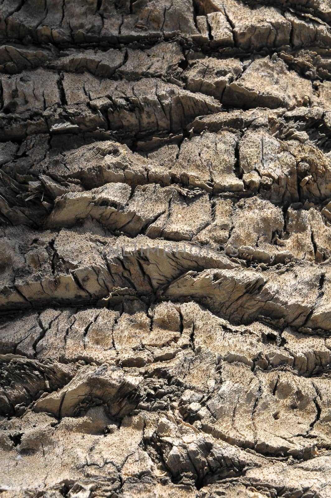 Close up the Bark of Textured Palm Tree