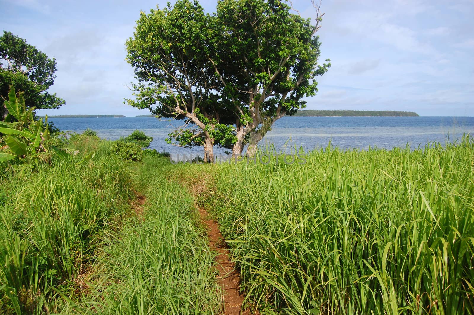 Dirt road at grass field near ocean coast, Kingdom of Tonga
