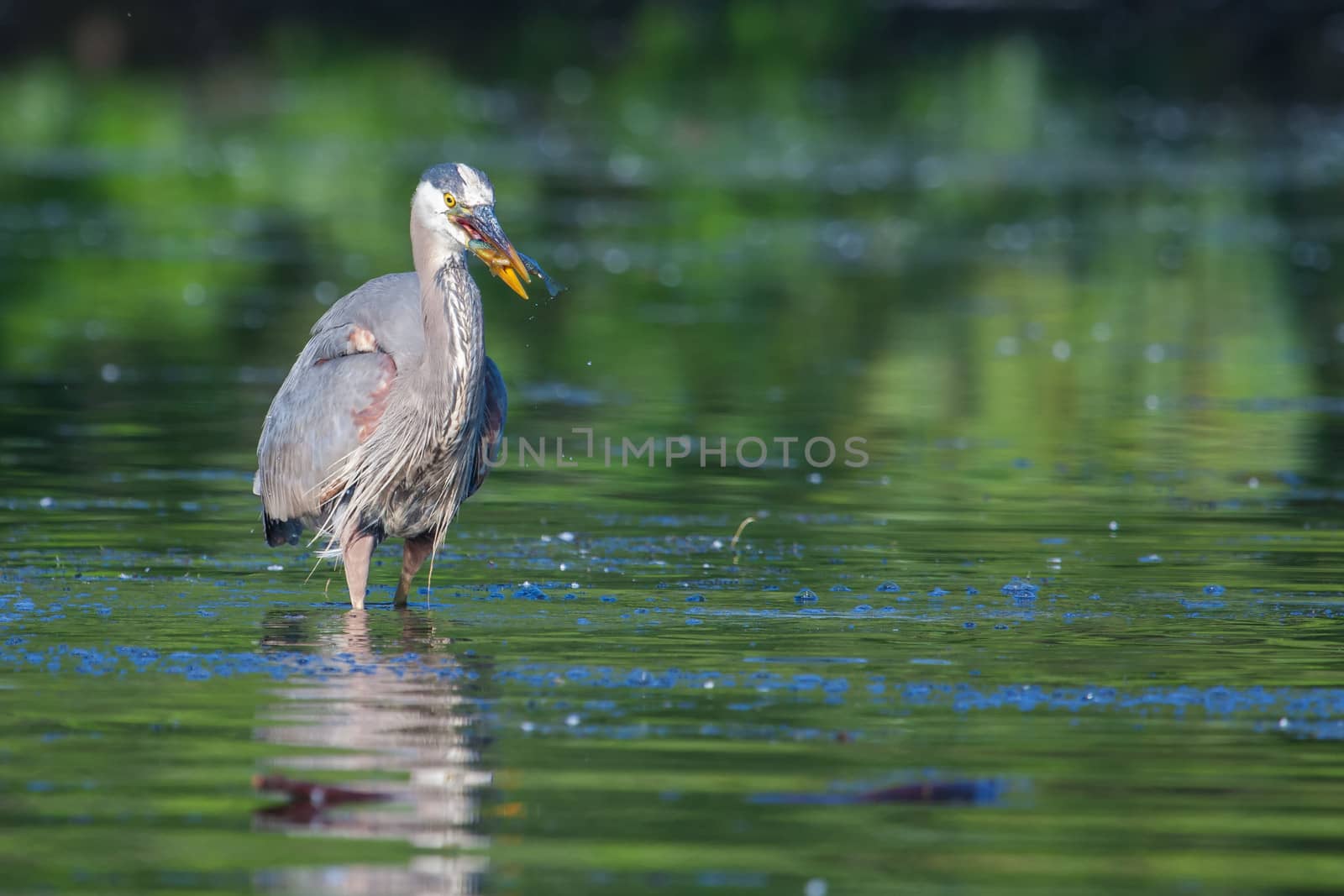 Great Blue Heron fishing in the low lake waters.