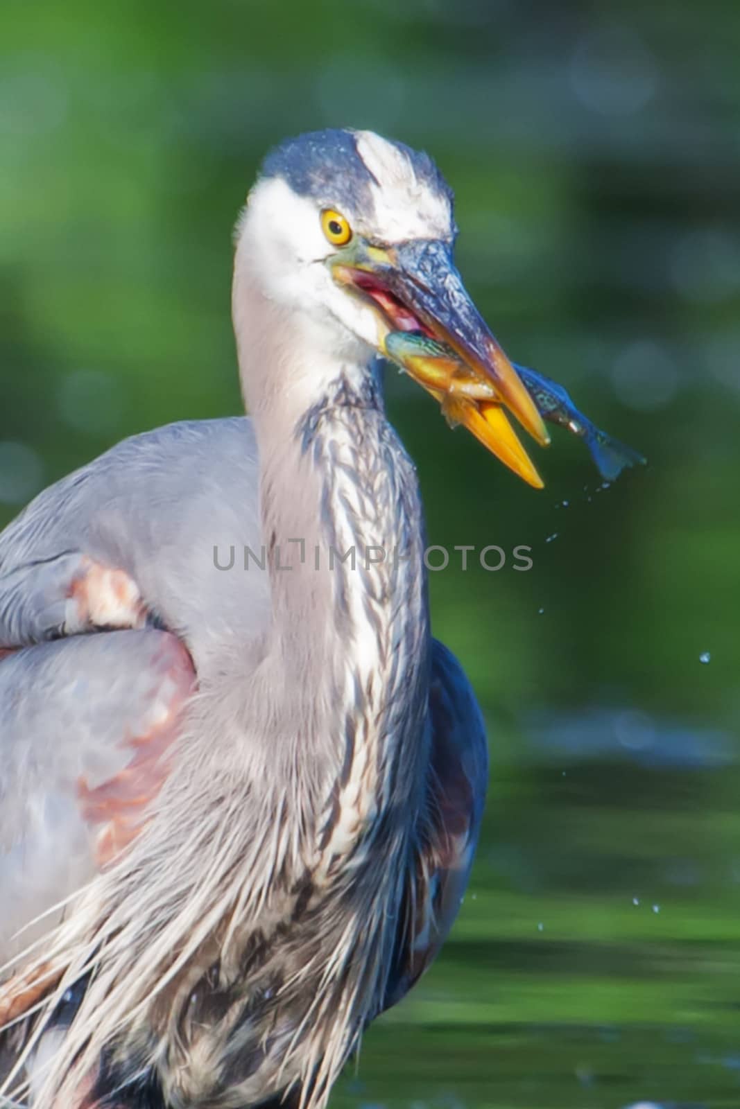 Great Blue Heron fishing in the low lake waters in soft focus